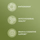 Ginkgo Biloba Orgánico con NeuroFactor®