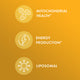 CoQ10 Liposomal