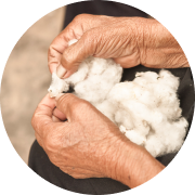 Biodynamic farmers hand-harvesting cotton bolls in South India